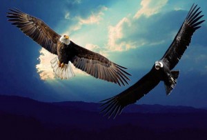 Condor y Aguila (Copiar)